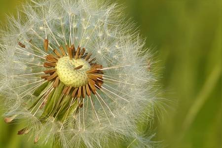 Graines de fleur de pissenlit par Oldiefan